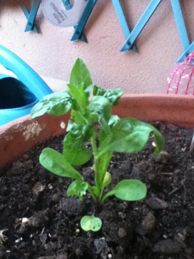 [Foto de planta, jardin, jardineria]