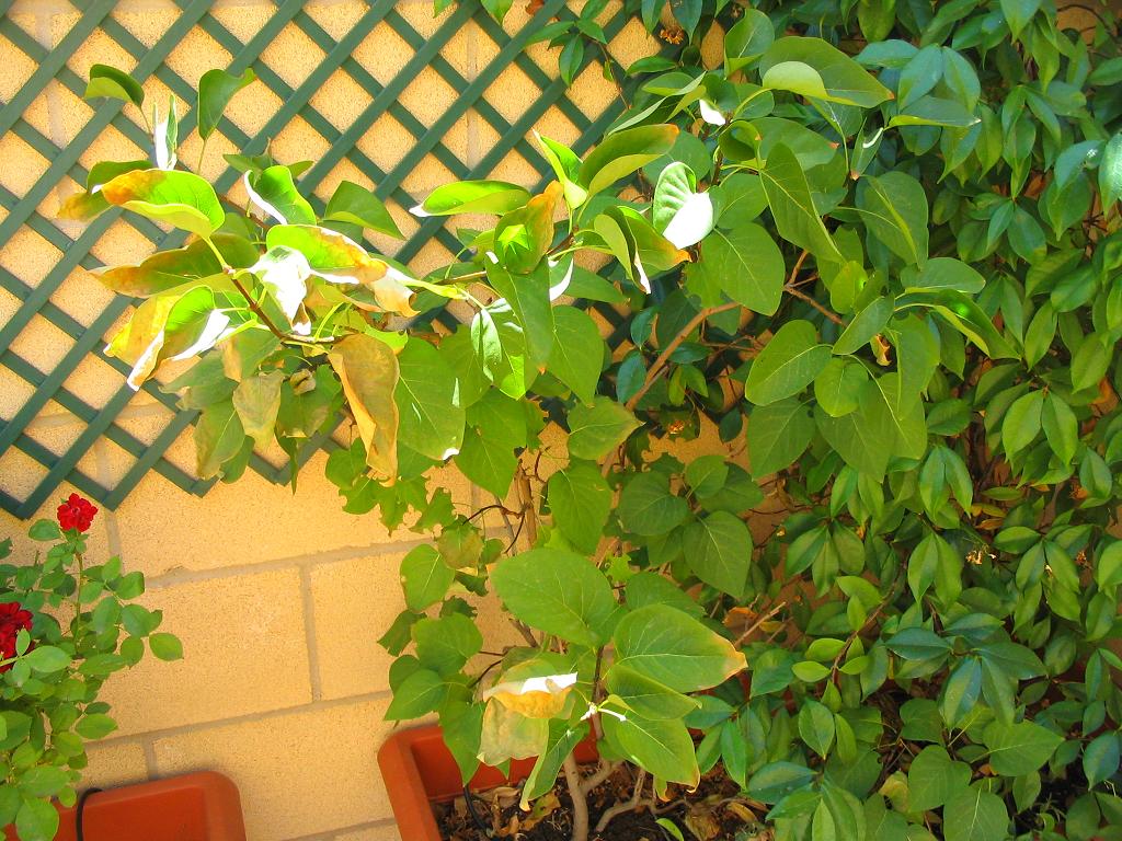 [Foto de planta, jardin, jardineria]