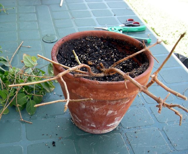 [Foto de planta, jardin, jardineria]