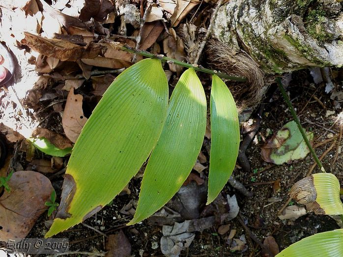 [Foto de planta, jardin, jardineria]