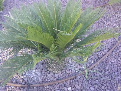 [Foto de planta, jardin, jardineria]