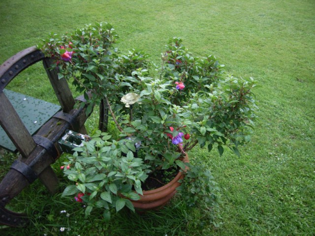 [Foto de planta, jardin, jardineria]