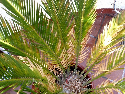 [Foto de planta, jardin, jardineria]