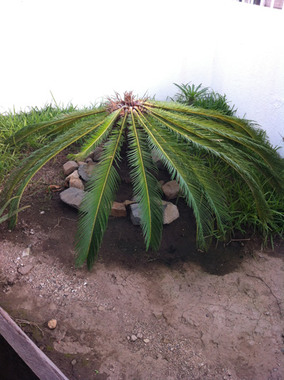 [Foto de planta, jardin, jardineria]