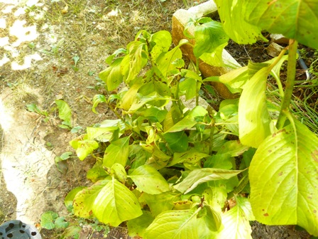 [Foto de planta, jardin, jardineria]