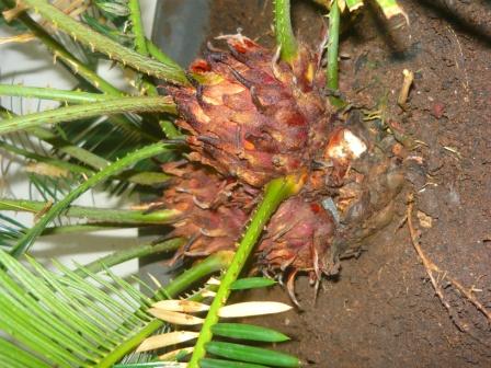 [Foto de planta, jardin, jardineria]