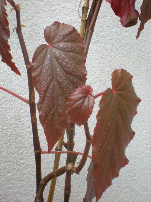 [Foto de planta, jardin, jardineria]