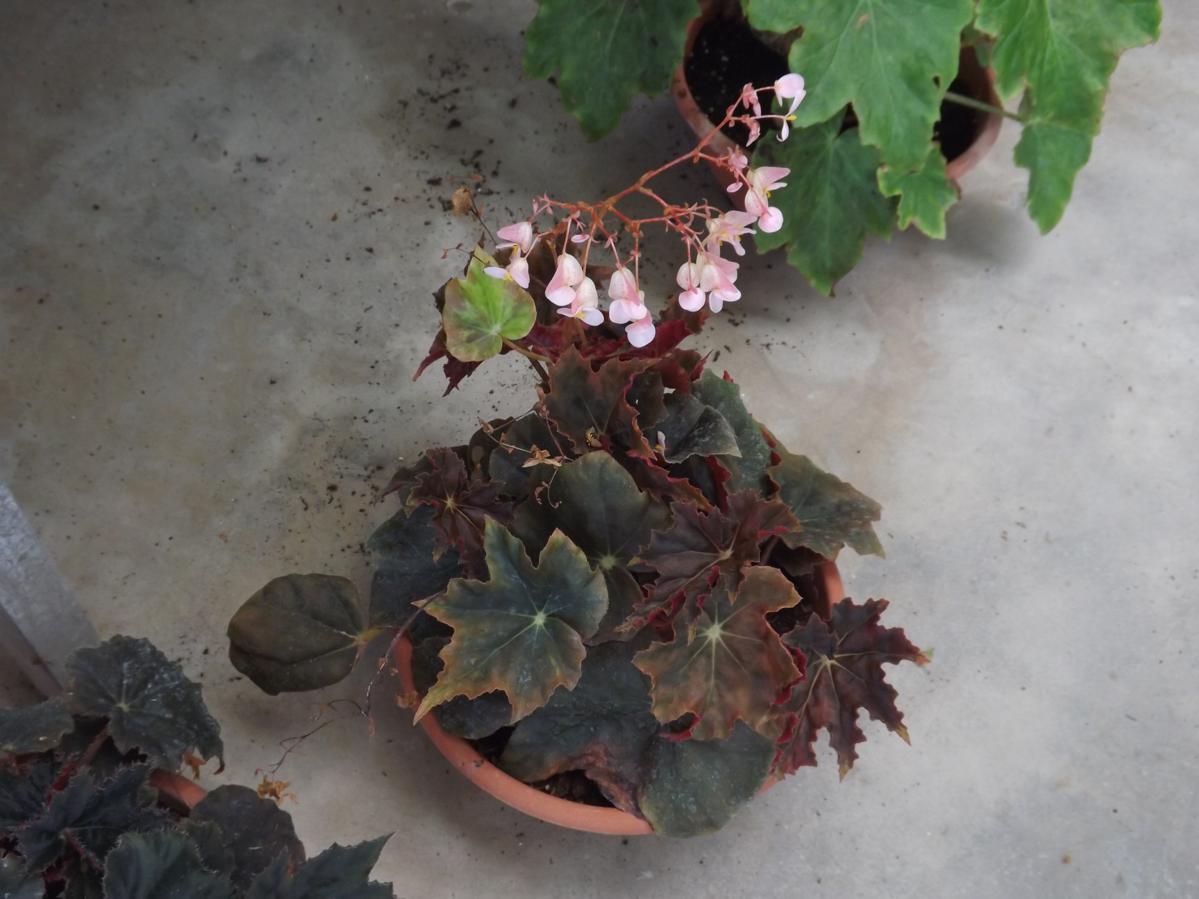 [Foto de planta, jardin, jardineria]