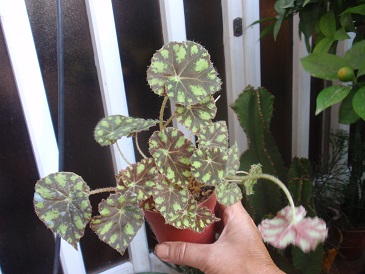 [Foto de planta, jardin, jardineria]