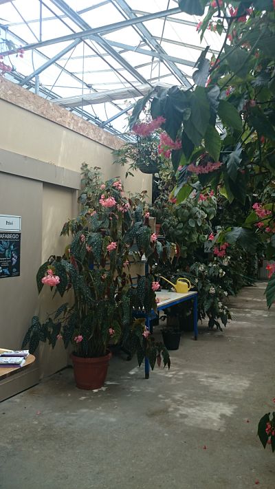 [Foto de planta, jardin, jardineria]