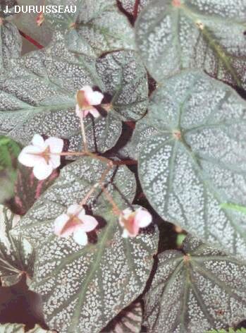 Varias especies y variedades de begonias