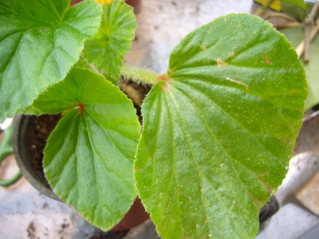 [Foto de planta, jardin, jardineria]