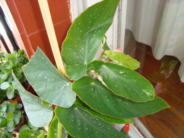 [Foto de planta, jardin, jardineria]