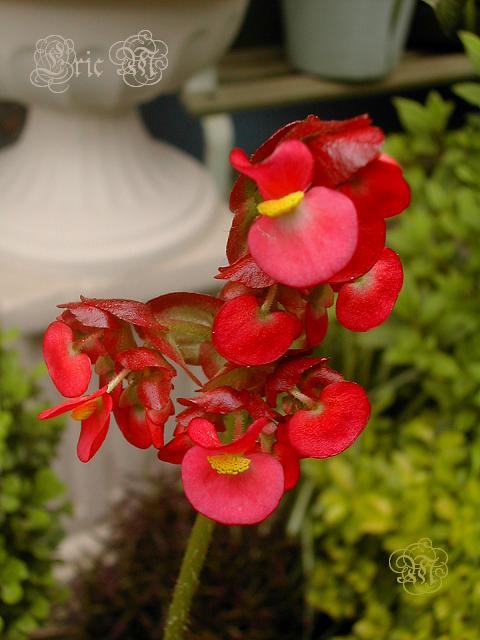 Fotos de begonias