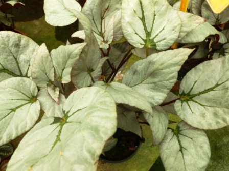 [Foto de planta, jardin, jardineria]