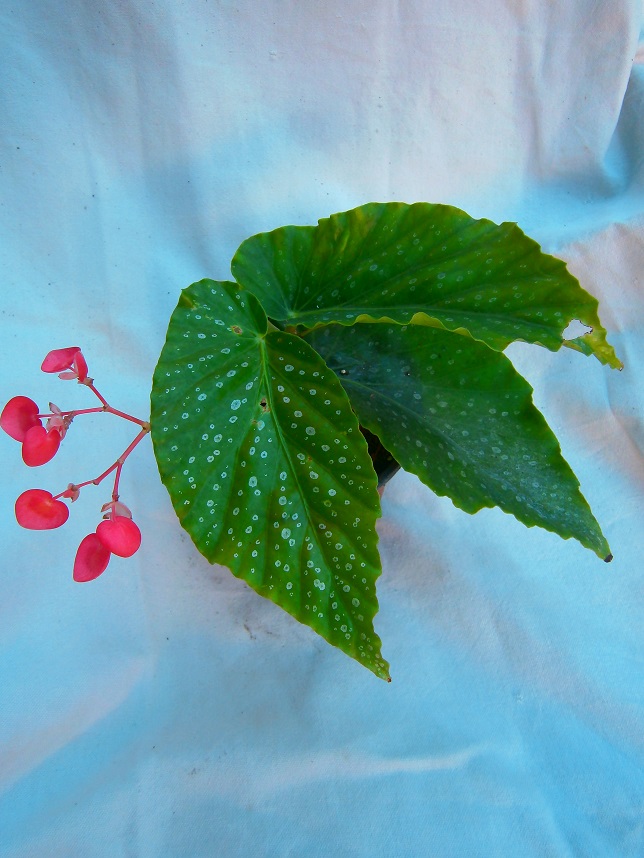 [Foto de planta, jardin, jardineria]