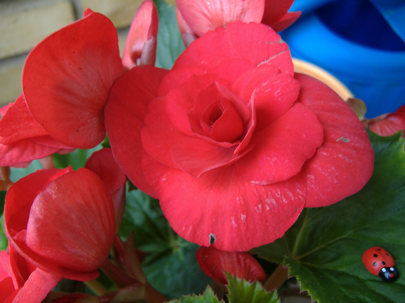 Begonia tuberosa