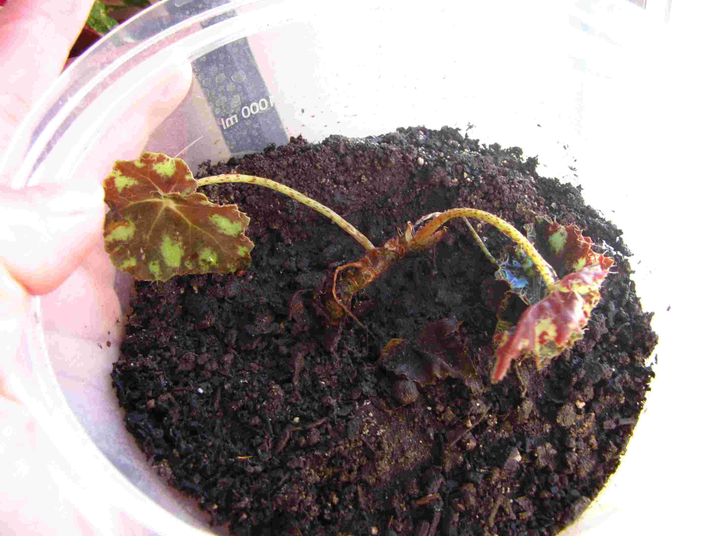 Varias especies y variedades de begonias