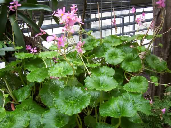 Fotos de begonias