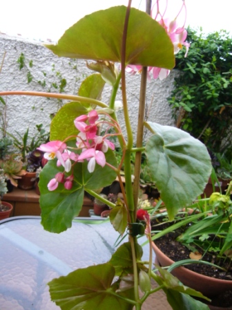 [Foto de planta, jardin, jardineria]