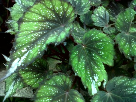 [Foto de planta, jardin, jardineria]