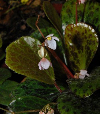 Varias especies y variedades de begonias