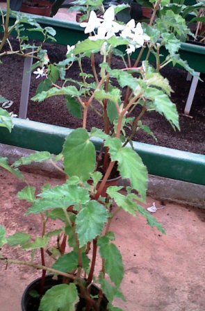 [Foto de planta, jardin, jardineria]