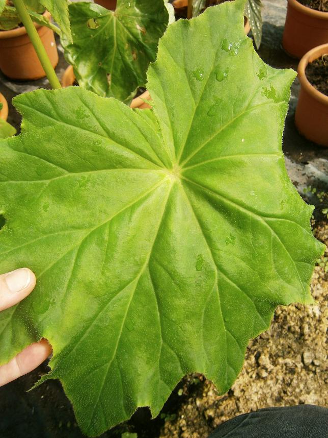 [Foto de planta, jardin, jardineria]