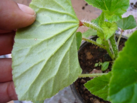 [Foto de planta, jardin, jardineria]