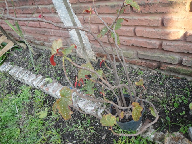 [Foto de planta, jardin, jardineria]