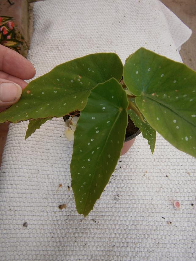 [Foto de planta, jardin, jardineria]