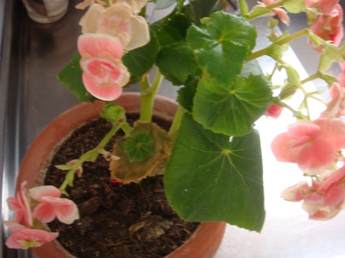 Varias especies y variedades de begonias