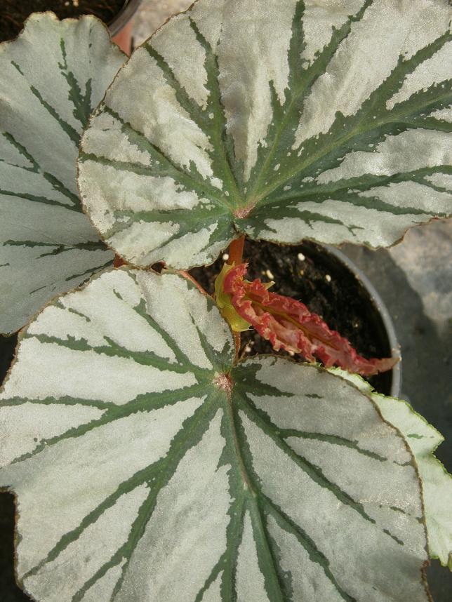 [Foto de planta, jardin, jardineria]