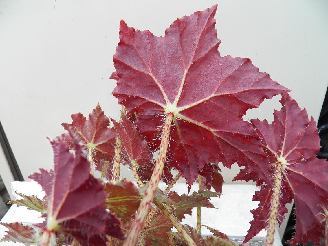 [Foto de planta, jardin, jardineria]