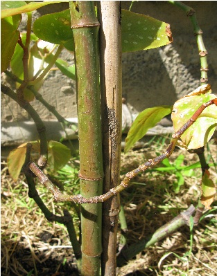 [Foto de planta, jardin, jardineria]