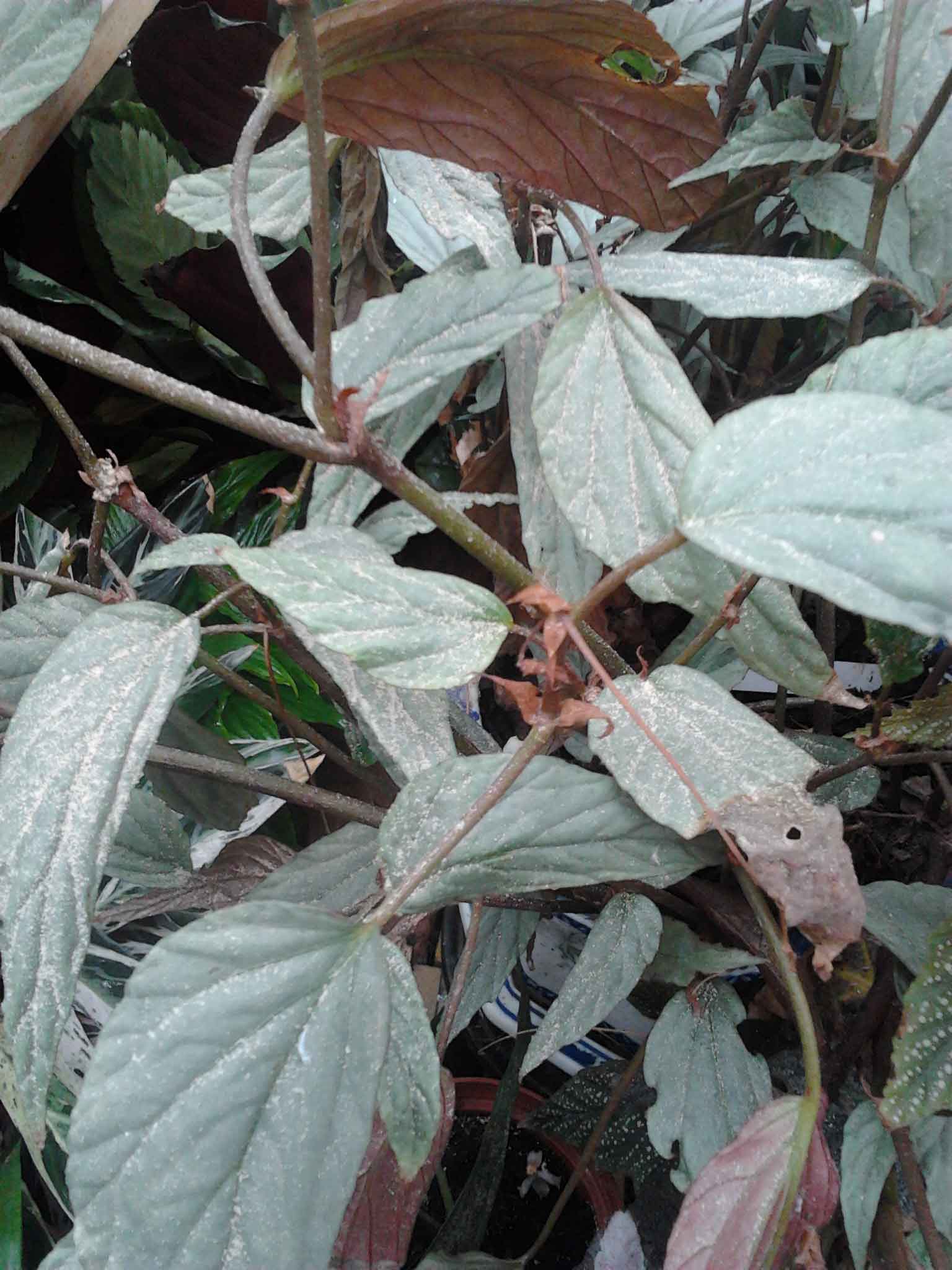 [Foto de planta, jardin, jardineria]