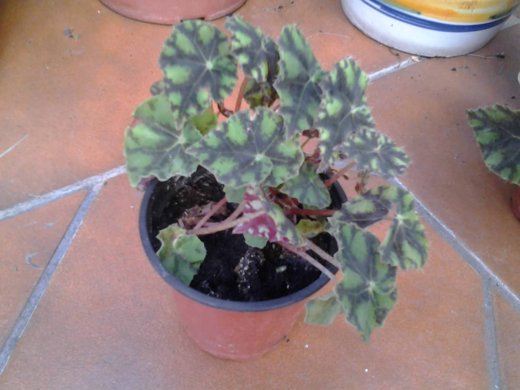 Intercambios de begonias