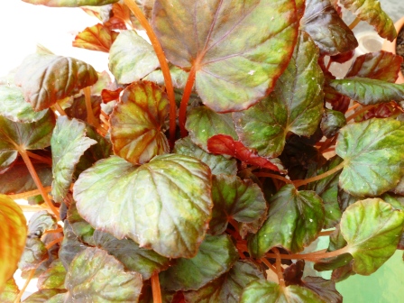 Varias especies y variedades de begonias