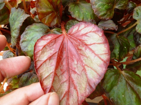 [Foto de planta, jardin, jardineria]