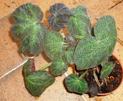 [Foto de planta, jardin, jardineria]