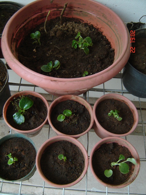 Multiplicación de begonias por esquejes, semillas y bulbos