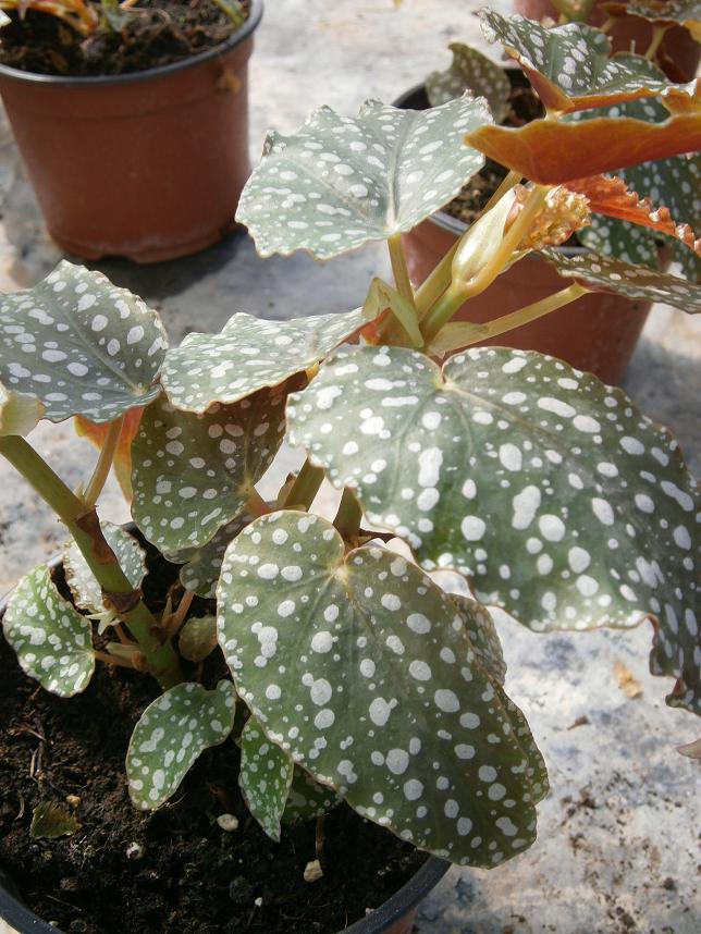 [Foto de planta, jardin, jardineria]