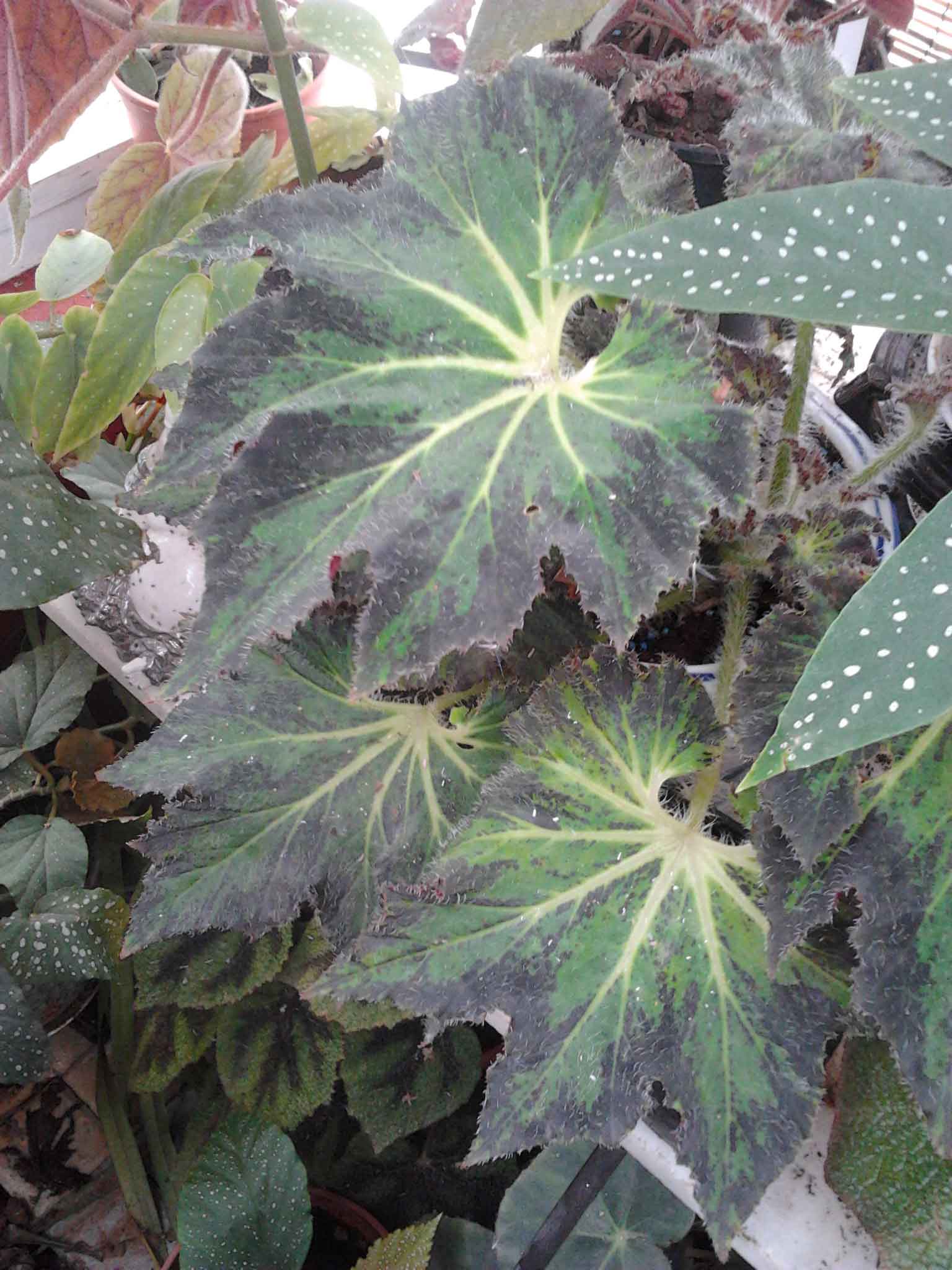 [Foto de planta, jardin, jardineria]