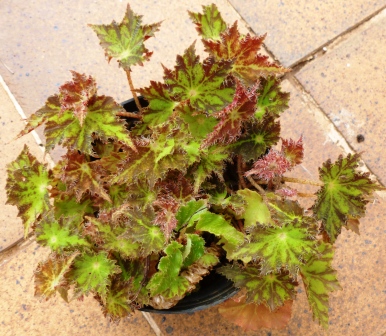 [Foto de planta, jardin, jardineria]