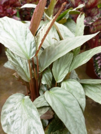 [Foto de planta, jardin, jardineria]