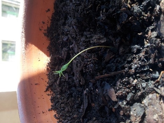 [Foto de planta, jardin, jardineria]