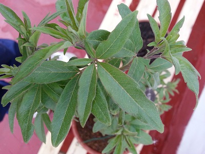 [Foto de planta, jardin, jardineria]