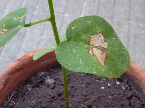 [Foto de planta, jardin, jardineria]