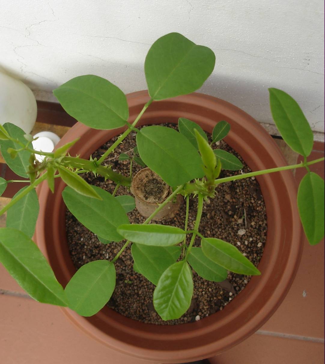 [Foto de planta, jardin, jardineria]