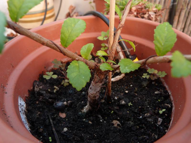 [Foto de planta, jardin, jardineria]